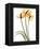 Anthurium Portrait-Albert Koetsier-Framed Art Print