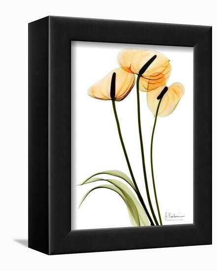 Anthurium Portrait-Albert Koetsier-Framed Art Print