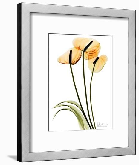 Anthurium Portrait-Albert Koetsier-Framed Art Print