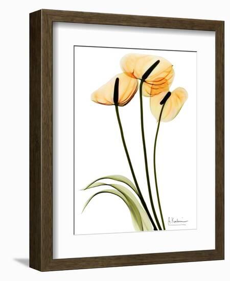 Anthurium Portrait-Albert Koetsier-Framed Art Print