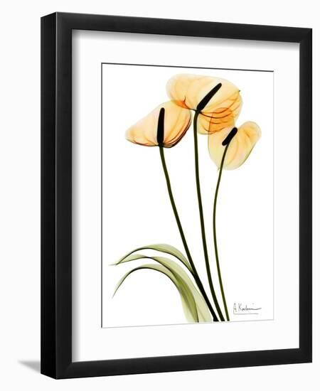 Anthurium Portrait-Albert Koetsier-Framed Art Print