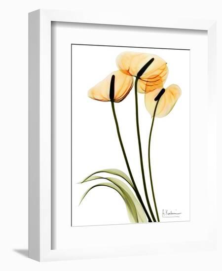 Anthurium Portrait-Albert Koetsier-Framed Art Print