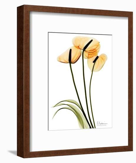 Anthurium Portrait-Albert Koetsier-Framed Art Print