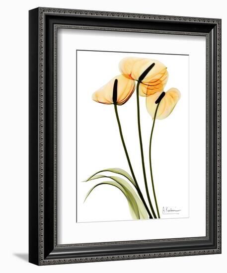 Anthurium Portrait-Albert Koetsier-Framed Art Print