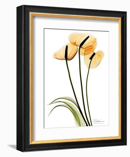 Anthurium Portrait-Albert Koetsier-Framed Art Print