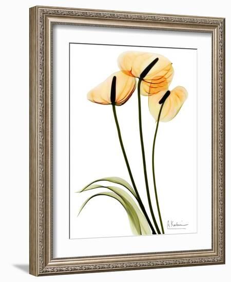 Anthurium Portrait-Albert Koetsier-Framed Premium Giclee Print