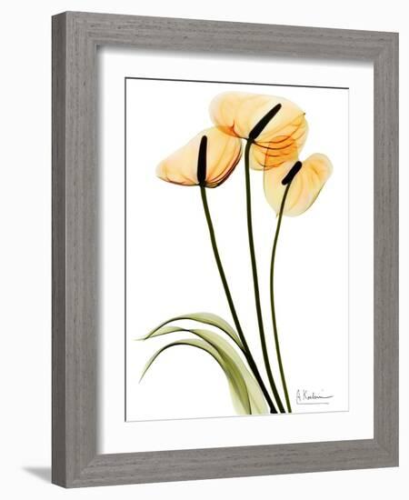 Anthurium Portrait-Albert Koetsier-Framed Premium Giclee Print