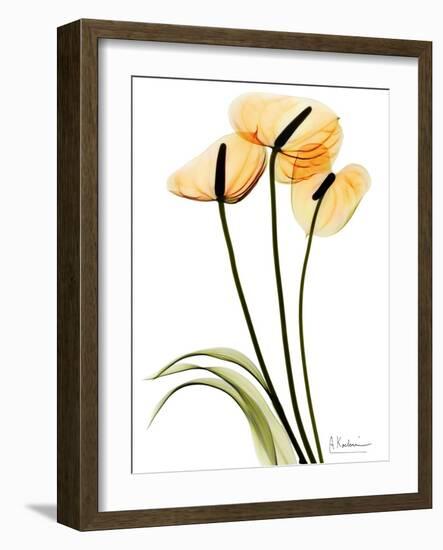 Anthurium Portrait-Albert Koetsier-Framed Premium Giclee Print