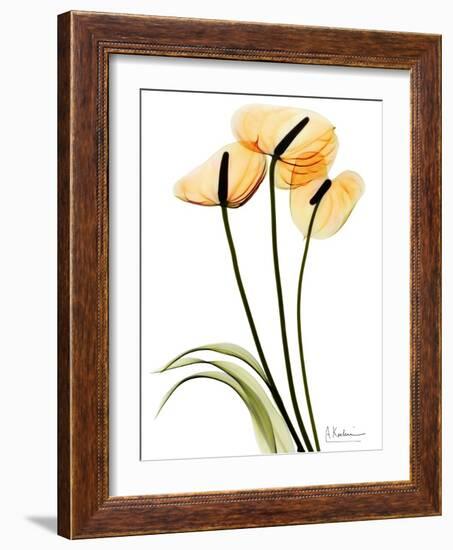 Anthurium Portrait-Albert Koetsier-Framed Premium Giclee Print