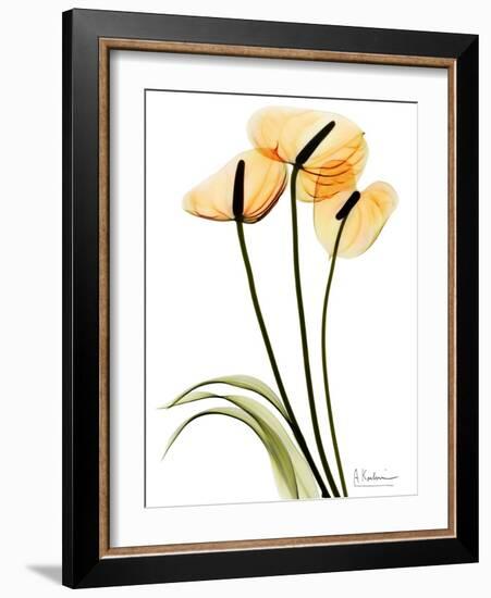 Anthurium Portrait-Albert Koetsier-Framed Premium Giclee Print