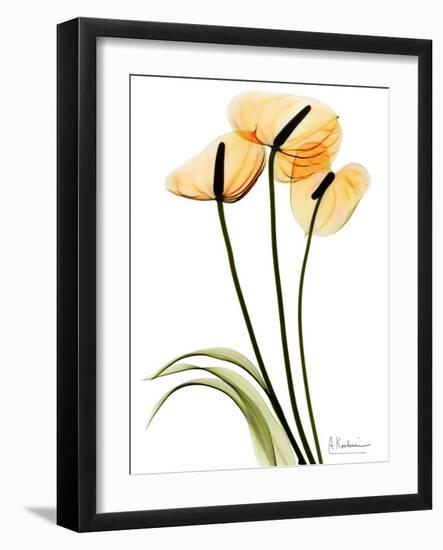 Anthurium Portrait-Albert Koetsier-Framed Premium Giclee Print