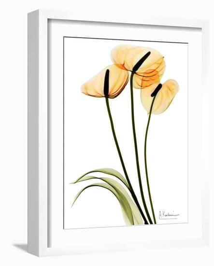 Anthurium Portrait-Albert Koetsier-Framed Premium Giclee Print