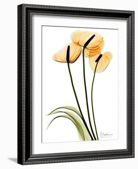 Anthurium Portrait-Albert Koetsier-Framed Premium Giclee Print