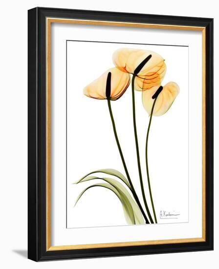 Anthurium Portrait-Albert Koetsier-Framed Premium Giclee Print