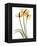 Anthurium Portrait-Albert Koetsier-Framed Stretched Canvas