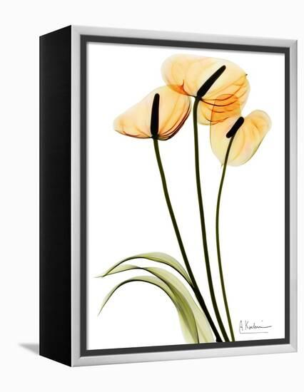 Anthurium Portrait-Albert Koetsier-Framed Stretched Canvas