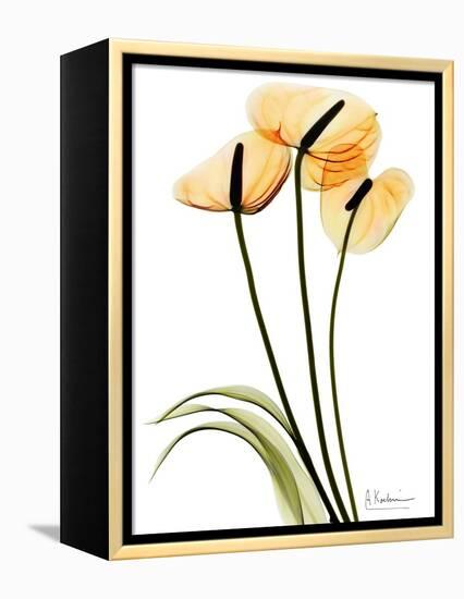 Anthurium Portrait-Albert Koetsier-Framed Stretched Canvas