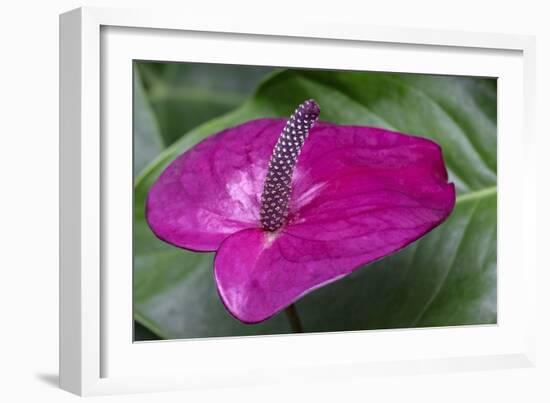 Anthurium spathe and spadix-Lisa Engelbrecht-Framed Photographic Print