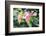 Anthurium, USA-Lisa S. Engelbrecht-Framed Photographic Print