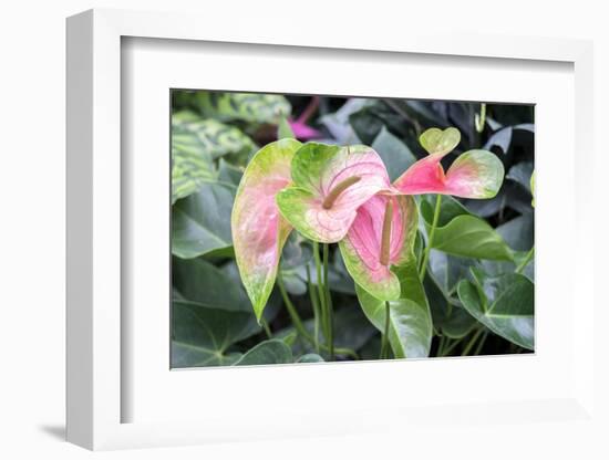 Anthurium, USA-Lisa S. Engelbrecht-Framed Photographic Print