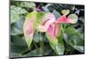 Anthurium, USA-Lisa S. Engelbrecht-Mounted Photographic Print