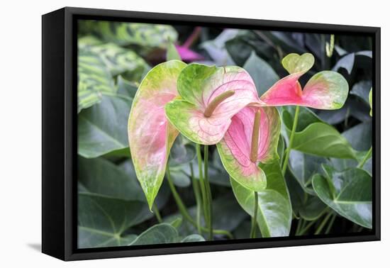 Anthurium, USA-Lisa S. Engelbrecht-Framed Premier Image Canvas