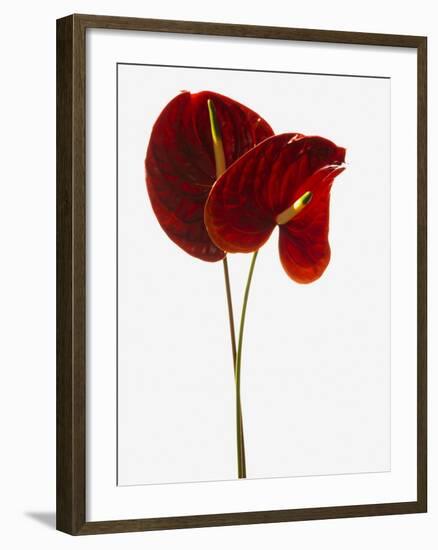 Anthurium-null-Framed Photographic Print