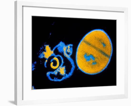 Antibiotic Action on Staphylococcus-null-Framed Photographic Print