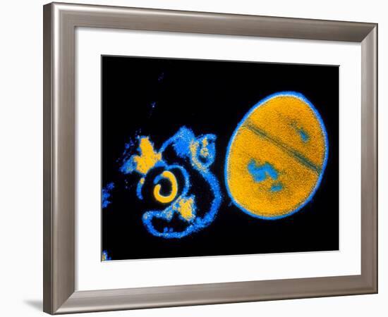 Antibiotic Action on Staphylococcus-null-Framed Photographic Print