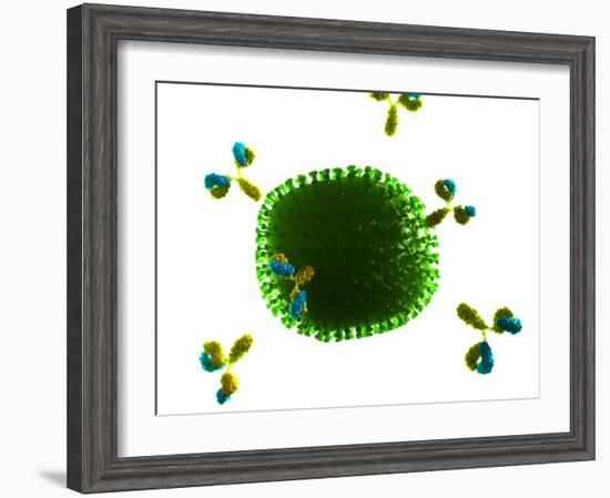 Antibodies Attacking Flu Virus, Artwork-SCIEPRO-Framed Photographic Print