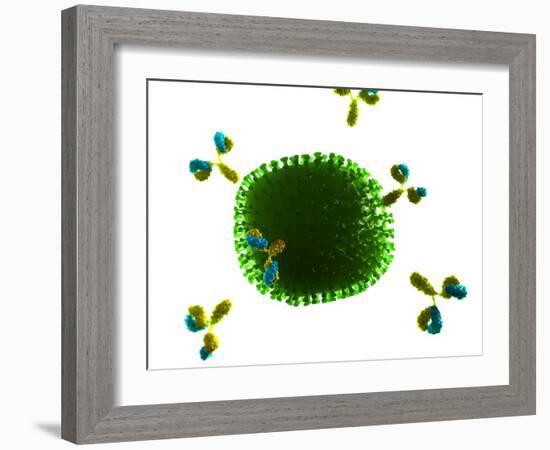 Antibodies Attacking Flu Virus, Artwork-SCIEPRO-Framed Photographic Print