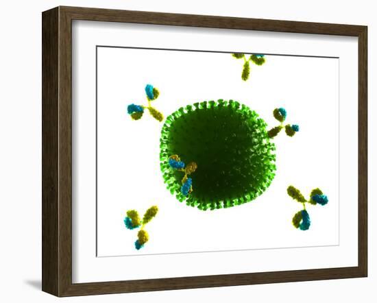 Antibodies Attacking Flu Virus, Artwork-SCIEPRO-Framed Photographic Print