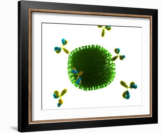 Antibodies Attacking Flu Virus, Artwork-SCIEPRO-Framed Photographic Print