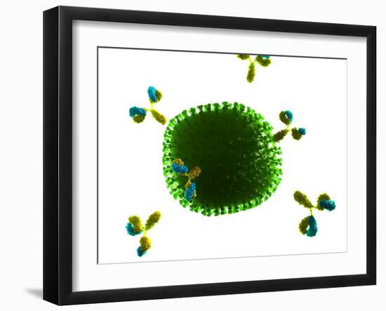 Antibodies Attacking Flu Virus, Artwork-SCIEPRO-Framed Photographic Print