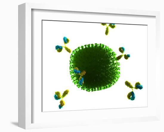 Antibodies Attacking Flu Virus, Artwork-SCIEPRO-Framed Photographic Print