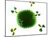 Antibodies Attacking Flu Virus, Artwork-SCIEPRO-Mounted Photographic Print