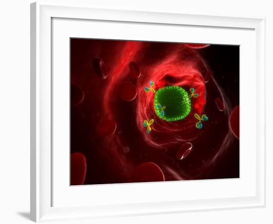 Antibodies Attacking Flu Virus, Artwork-SCIEPRO-Framed Photographic Print