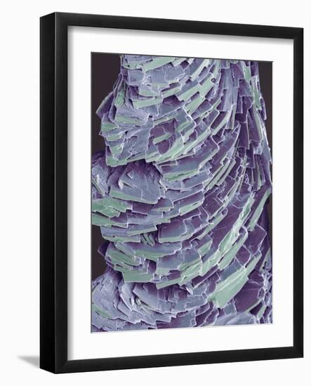 Antihistamine Drug Crystals, SEM-Steve Gschmeissner-Framed Photographic Print