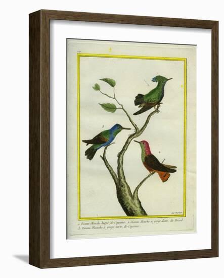 Antillean Crested Hummingbird, Golden-Throated Hummingbird and Green-Throated Carib Hummingbird-Georges-Louis Buffon-Framed Giclee Print