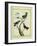 Antillean Crested Hummingbird, Golden-Throated Hummingbird and Green-Throated Carib Hummingbird-Georges-Louis Buffon-Framed Giclee Print