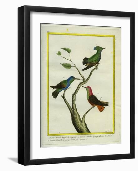 Antillean Crested Hummingbird, Golden-Throated Hummingbird and Green-Throated Carib Hummingbird-Georges-Louis Buffon-Framed Giclee Print