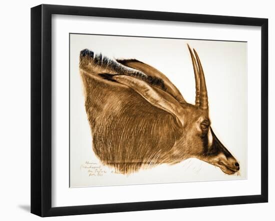 Antilope Hippotrague (Am Dafok), from Dessins Et Peintures D'afrique, Executes Au Cours De L'expedi-Alexander Yakovlev-Framed Giclee Print