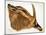Antilope Hippotrague (Am Dafok), from Dessins Et Peintures D'afrique, Executes Au Cours De L'expedi-Alexander Yakovlev-Mounted Giclee Print