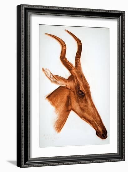 Antilope Jackson (Am Dafok), from Dessins Et Peintures D'afrique, Executes Au Cours De L'expedition-Alexander Yakovlev-Framed Giclee Print