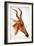 Antilope Jackson (Am Dafok), from Dessins Et Peintures D'afrique, Executes Au Cours De L'expedition-Alexander Yakovlev-Framed Giclee Print
