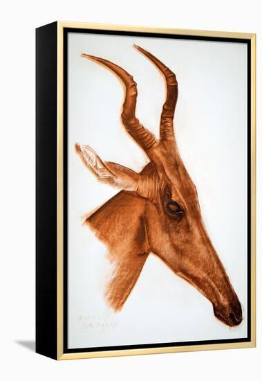 Antilope Jackson (Am Dafok), from Dessins Et Peintures D'afrique, Executes Au Cours De L'expedition-Alexander Yakovlev-Framed Premier Image Canvas