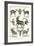 Antilopina-Ernst Haeckel-Framed Art Print