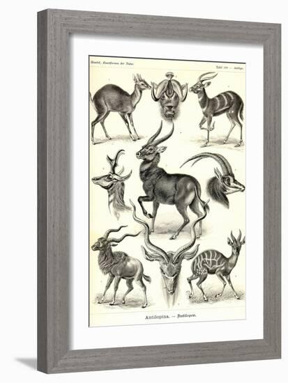 Antilopina-Ernst Haeckel-Framed Art Print