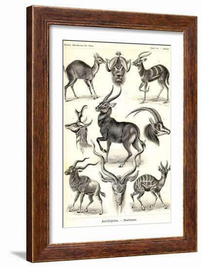 Antilopina-Ernst Haeckel-Framed Art Print