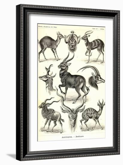 Antilopina-Ernst Haeckel-Framed Art Print